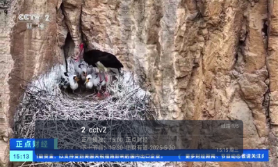 火烈鸟截图2
