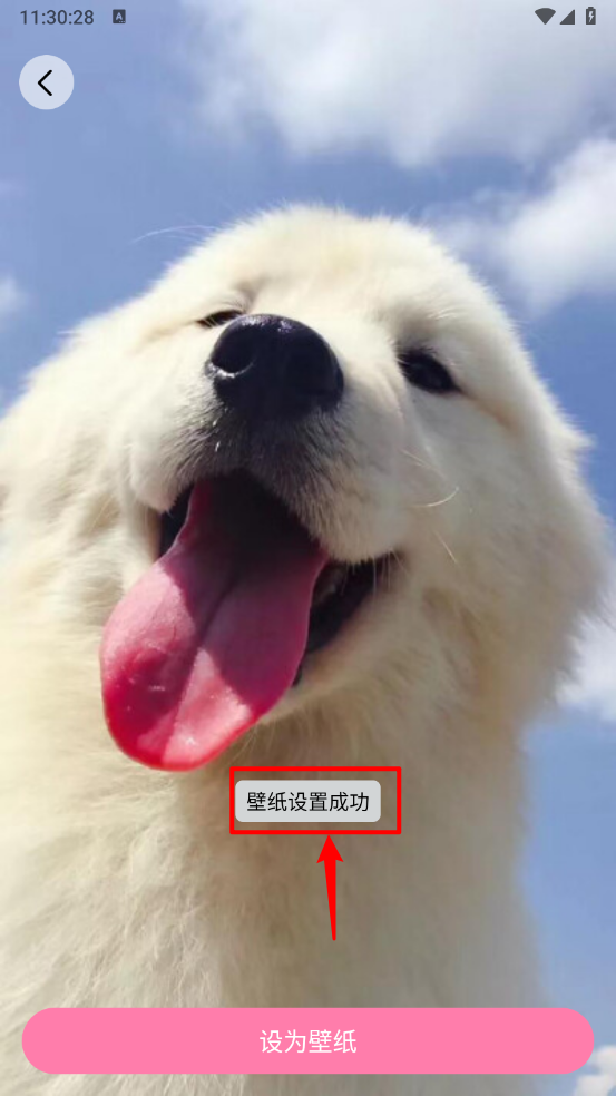 小粉世界壁纸